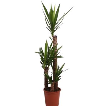 Juka obrovská květináč 24cm, kmínek 90cm+45cm+30cm