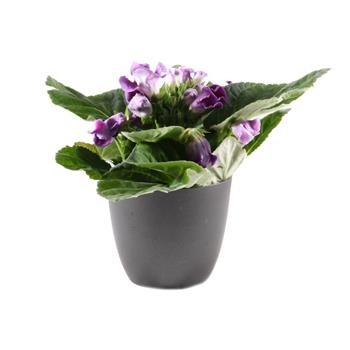 Gloxinie mix květináč 12cm