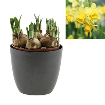 Narcis Tete a Tete 12cm