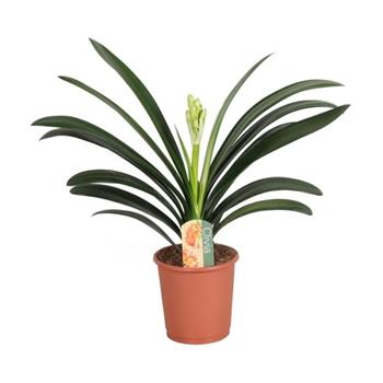Řemenatka, klívie květináč 13cm