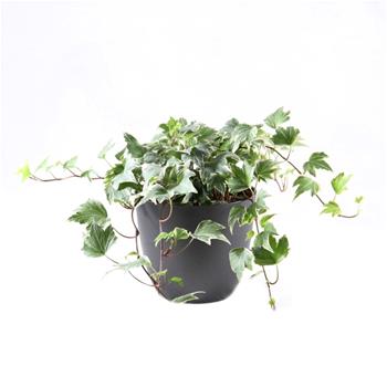 Břečťan popínavý mix květináč 13cm