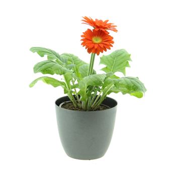 Gerbera MIX květináč 12cm