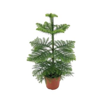 Blahočet ztepilý květináč 17cm