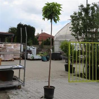 Katalpa trubačovitá Nana květináč 35 litrů, obvod kmene 12/14cm, kmínek 220cm, strom