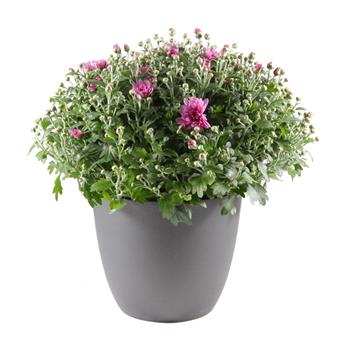 Chryzantéma mix květináč 15cm