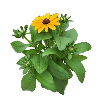 Třapatka srstnatá mix květináč 12cm