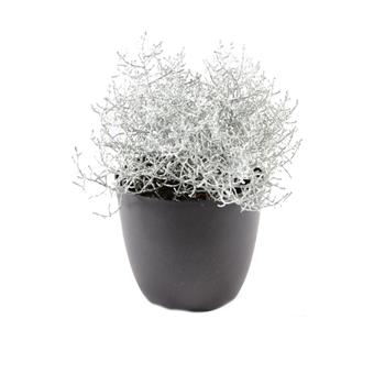 Krásnohlávek květináč 11cm