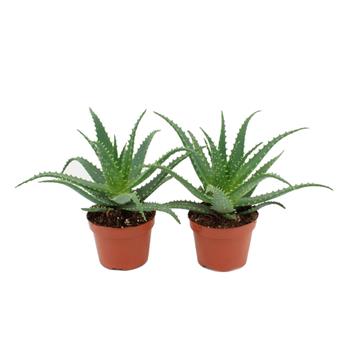 Aloe stromovitá květináč 5,5cm