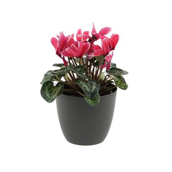 Brambořík mix květináč 10cm