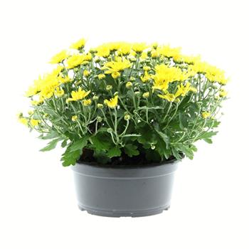 Chryzantéma mix miska 20cm