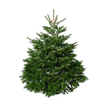 Jedle kavkazská řezaná 175-200cm