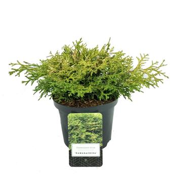 Cypřišek tupolistý Kamarachiba výška 15/20cm, květináč 2,5 litru