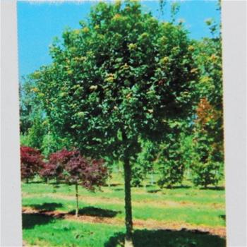Javor babyka Annys Globe kmínek 150cm, květináč 20 litrů