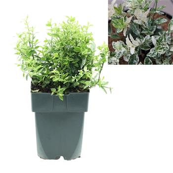 Brslen Fortuneův Harlequin výška 10/15cm, květináč 2,5 litru