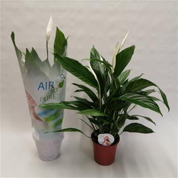 Lopatkovec květináč 19cm