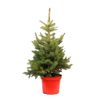 Smrk pichlavý výška 80/100cm, květináč 7,5 litru