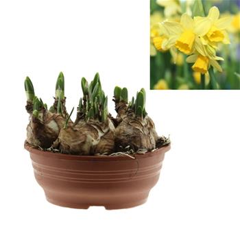 Narcis Tete a Tete miska 16cm