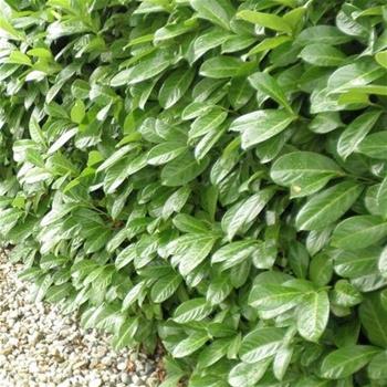 Bobkovišeň lékařská Rotundifolia výška 150/+cm