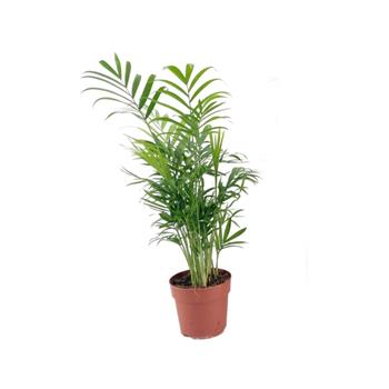 Chamedorea sličná květináč 12cm