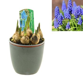 Modřenec mix květináč 12cm