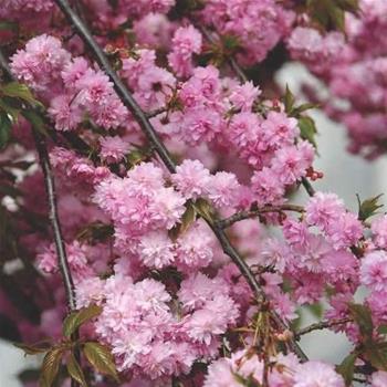 Třešeň pilovitá Kiku-shidare-sakura kmínek 180cm, 20 litrů