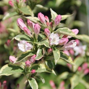 Vajgélie květnatá Nana Variegata květináč 1,5 litru, výška 20/30cm, keř