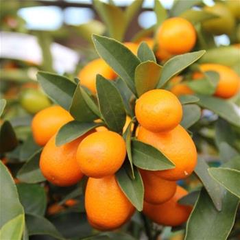 Citrus fortunella P22 70/90cm kumquat