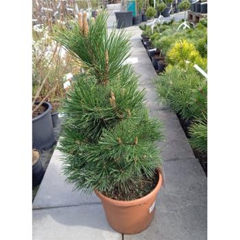 Borovice kleč Green Column výška 40/50cm, 7,5 litru