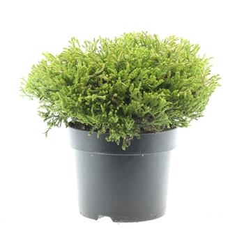 Zerav západní Golden Tuffet květináč 7,5 litru, výška 30/40cm, keř