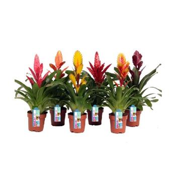 Vriesea extra mix květináč 12cm