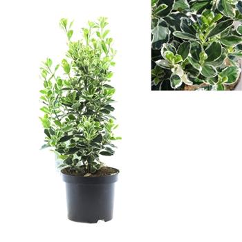 Brslen japonský Kathy květináč 2,5 litru, výška 25/30cm, keř