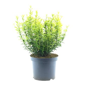 Brslen japonský Microphyllus Aureovariegatus květináč 2,5 litru, výška 25/30cm, keř