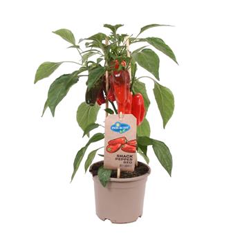 Paprika s plody mix květináč 14cm