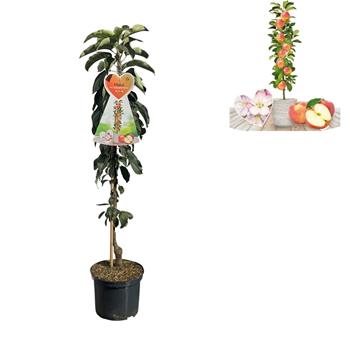 Jabloň McIntosh květináč 5 litrů, výška 80/100cm, sloupová, zimní, CIZOSPRAŠNÁ