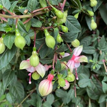 Fuchsie kmínek 80cm, květináč 19 cm