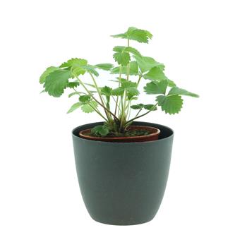 Jahodník měsíční květináč 9cm