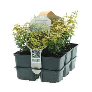 Brslen Fortunův 'Emerald 'n' Gold' 6pack, výška 10/15cm, keř