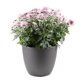 Chryzantéma mix květináč 17cm