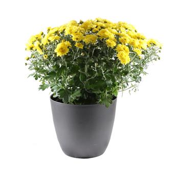 Chryzantéma mix květináč 19cm