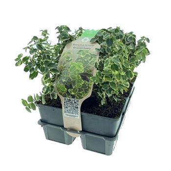 Brslen Fortunův Emerald Gaiety 6pack, výška 10/15cm, keř