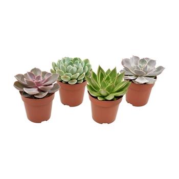 Echevérie mix květináč 8cm