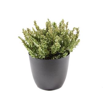 Hebe Green Boys květináč 12cm
