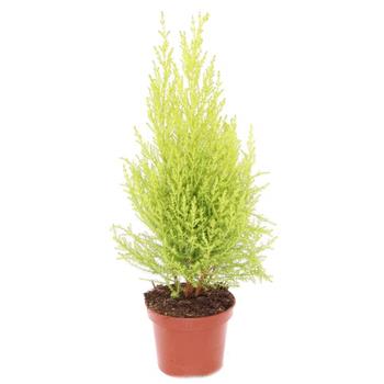 Cypřiš Gold Crest květináč 14cm