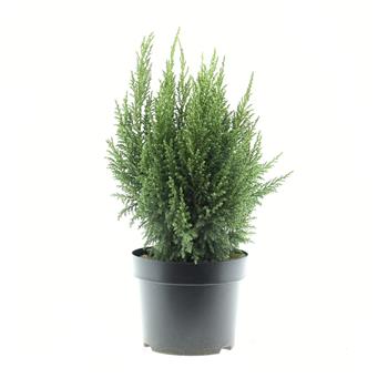 Jalovec stěsnaný Loderi výška 30/40cm, květináč 7,5 litru