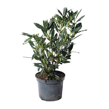 Bobkovišeň lékařská Otto Luyken květináč 3 litry, výška 30/40cm, keř