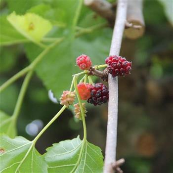 Morušovník bílý Pendula obvod kmene 12/14cm, květináč 40cm