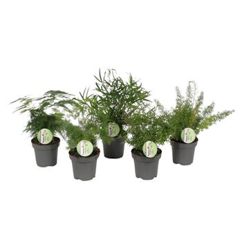 Asparágus mix květináč 12cm
