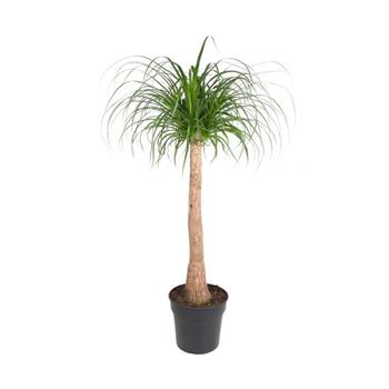 Nolina, sloní noha  výška 110cm, květináč 30cm