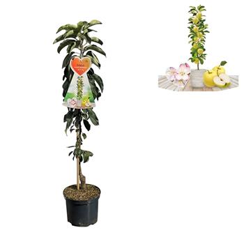 Jabloň Gold Sensation květináč 5 litrů, výška 80/100cm, sloupová, zimní, CIZOSPRAŠNÁ