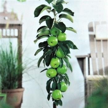 Jabloň Green Sensation květináč 5 litrů, výška 80/100cm, sloupová, zimní, CIZOSPRAŠNÁ